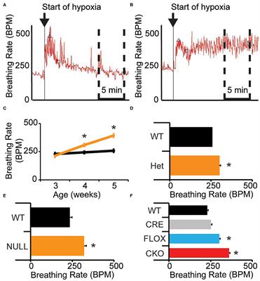 Loss of MeCP2 Function Across Several Neuronal Populations Impairs Breathing Response to Acute Hypoxia